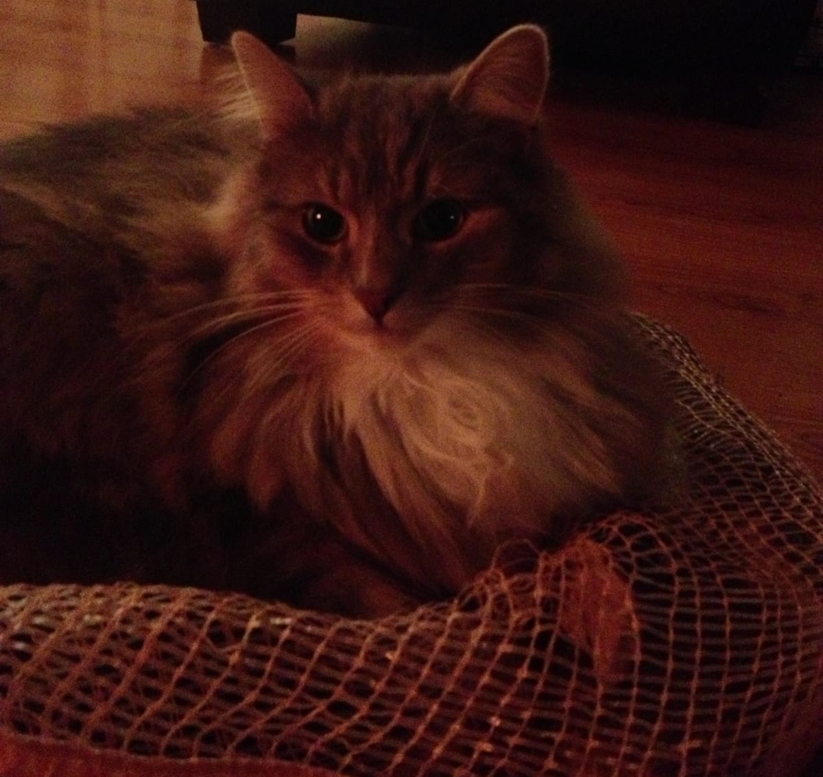 Katten Rolf